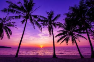 A purple sunset with palm trees on the beach.