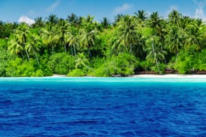 A view of the ocean and some palm trees.